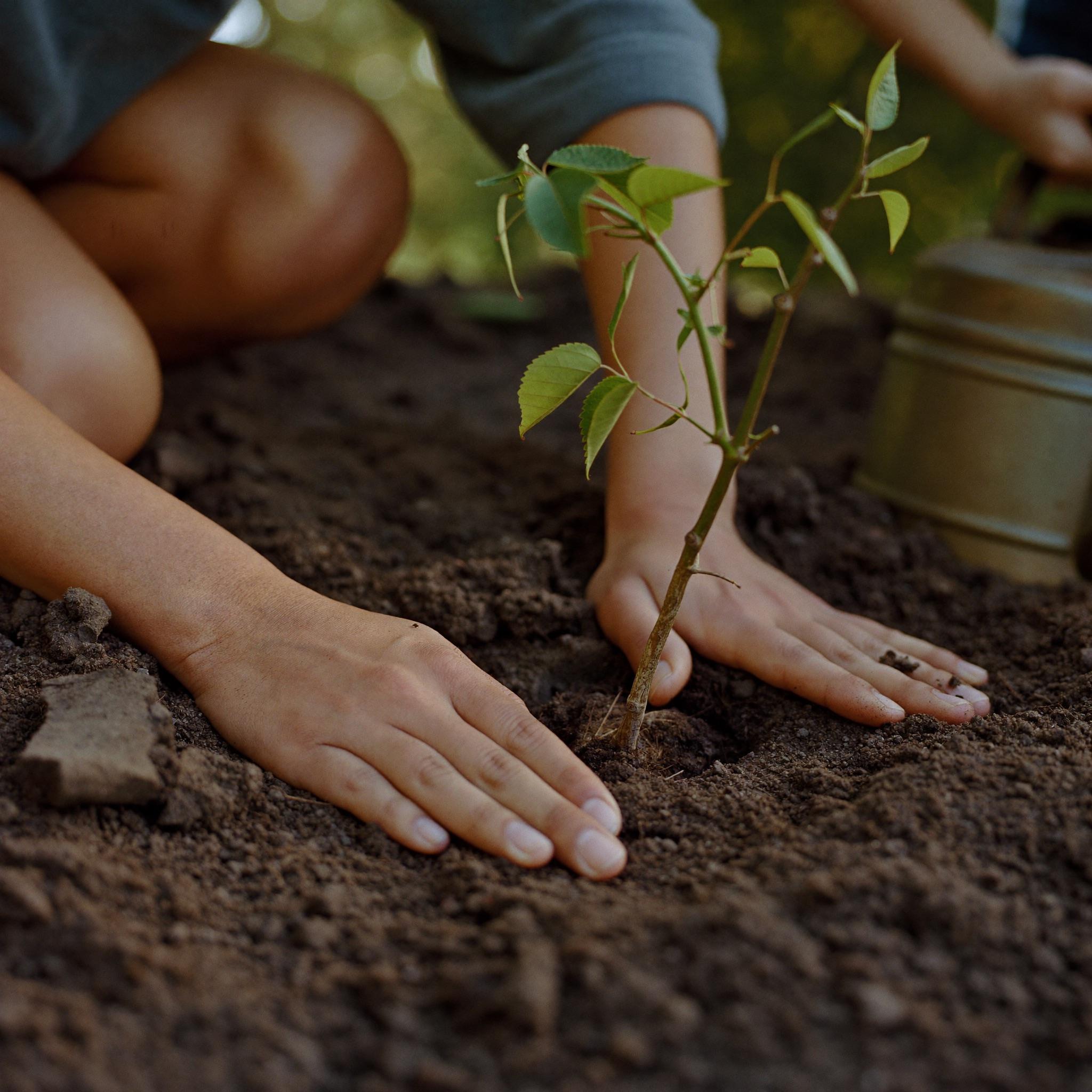 Crew members caring for young saplings